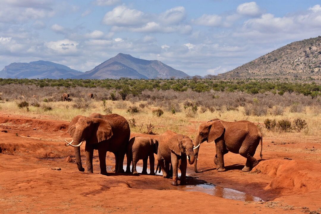 Tsavo West National Park