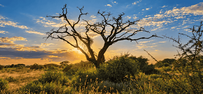 7-Day Luxury Safari Through Kenya's Wild Wonders